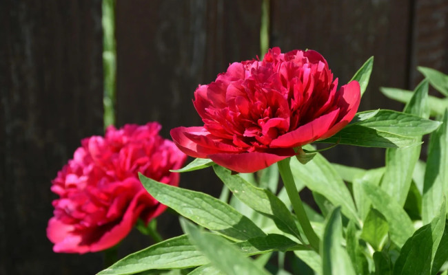 Tiết lộ vị trí hoa theo màu sắc phong thủy tùy theo mục đích cụ thể của gia chủ